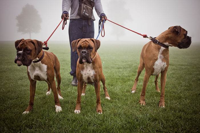 boxer_4_648399775