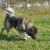 سگ قفقازی نگهبان - تصویر1