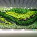 دیوار سبز green wall آکواگستر خلیج فارس