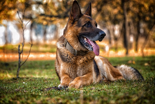 German-Shepherd