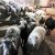 گوسفند زنده و گوشت ارگانیک - تصویر2