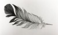 drawingofafeather