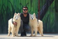 فروش سگ سامویید ، قیمت توله ساموید