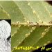 پرلیت در تولید سموم و آفت کش ها Perlite