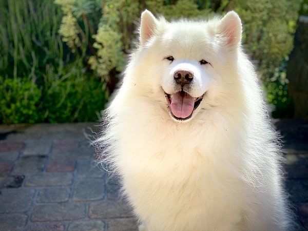 Samoyed-white-dog-breeds-min