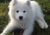 سگ سامویید تک رنگ سفید