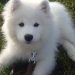 سگ سامویید تک رنگ سفید