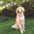 سگ گلدن توله وبالغ اصیل - تصویر1