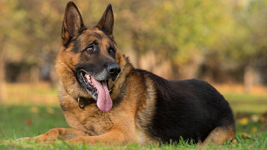 german_shepherd_dog_getty