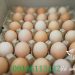 فروش عمده تخم مرغ گلپایگان( نطفه دار و خوراکی)