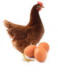 فروش جوجه مرغ تخمگذار ، مرغ تخم گذار