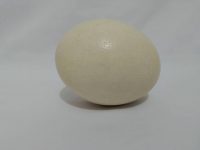 تخم شترمرغ ((خوراکی))