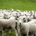گوسفند زنده در تهران