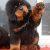 فروش توله های 60روزه سگ غول پیکر(توله تبت ماستیف) - تصویر1