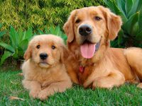 goldenretriver2_04647766364