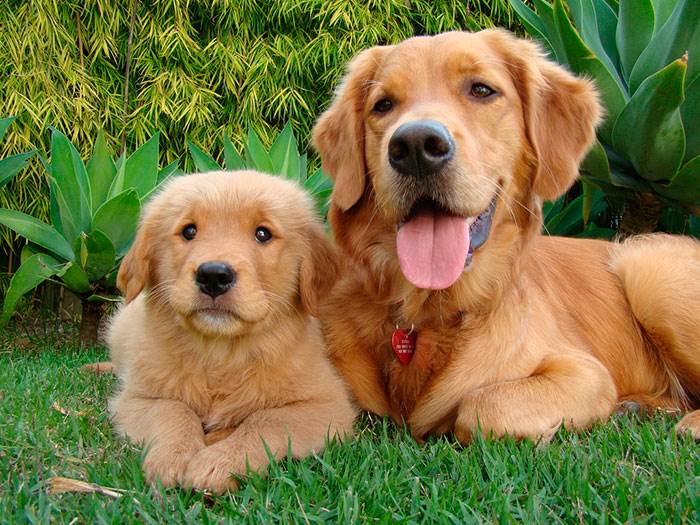 goldenretriver2_04647766364