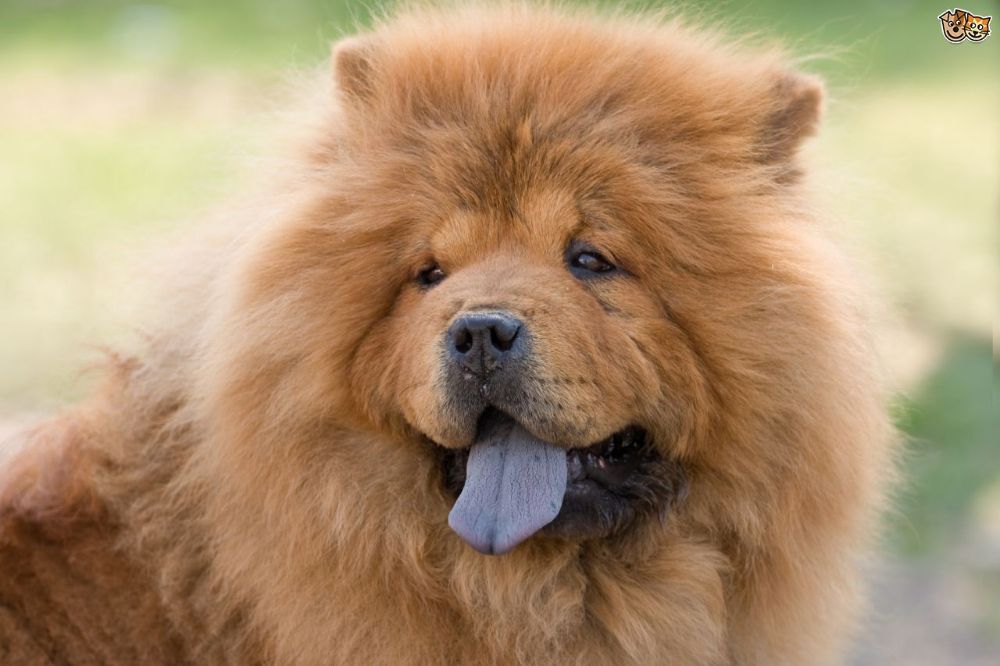 the-truth-about-the-bluish-black-tongue-of-the-chow-chow-547310173e533 (1)