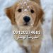 گلدن رتریور قیمت_قیمت سگ گلدن رتریور در تهران