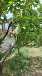 فروش 1000متر یک باغ میوه چهاردیواری شده در سهیلیه