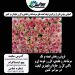 گل رز هلندی فروش ویژه در تهران