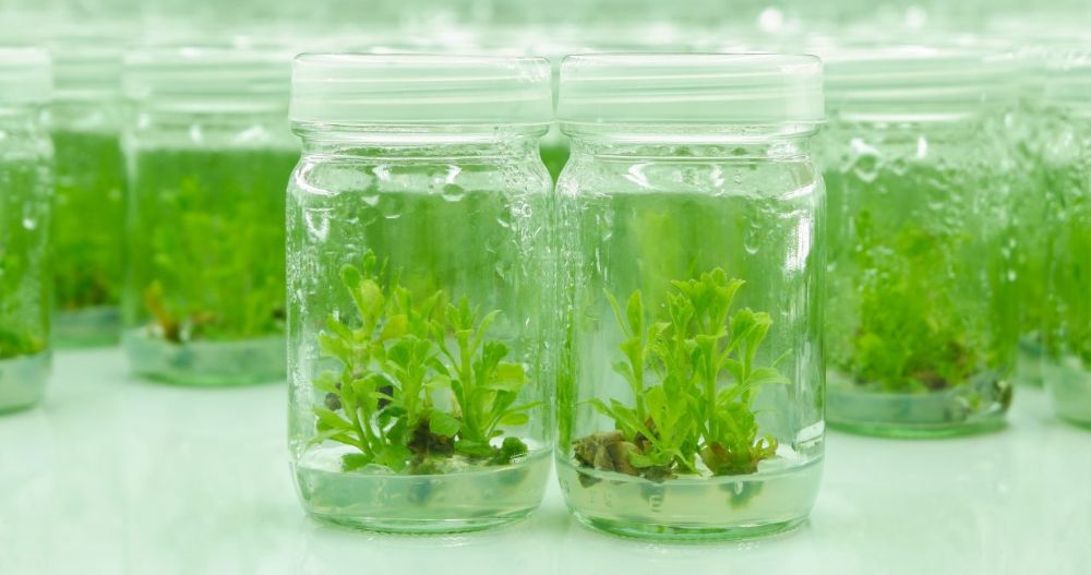 micropropagation