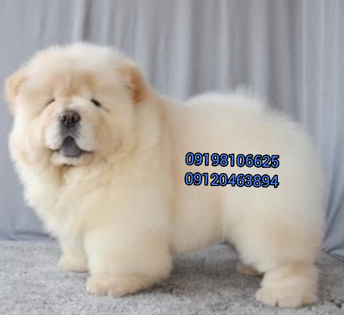 67145