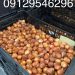 فروش عمده پیاز گل