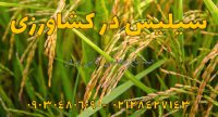 کشاورزی کانی پودر