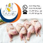 تامین و عرضه گوشت بلدرچین گرم و منجمد سابین تجارت
