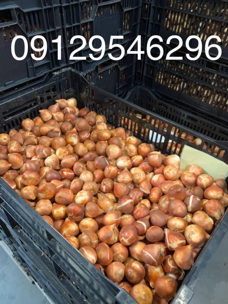 پیاز گل نرگس (3)