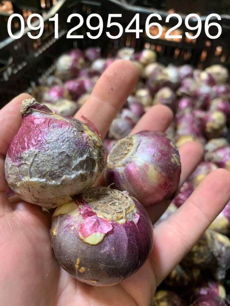 بذر گل و گیاه