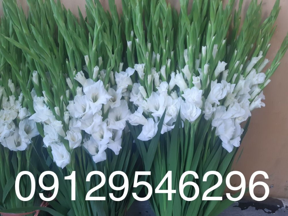 شاخه بریده (1)