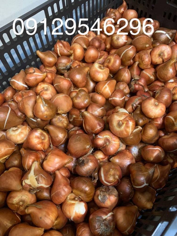 پیاز گل نرگس (4)