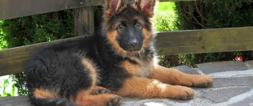 deutscher-schaferhund-welpe-1500x630