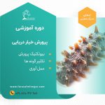 -خیار-دریایی8