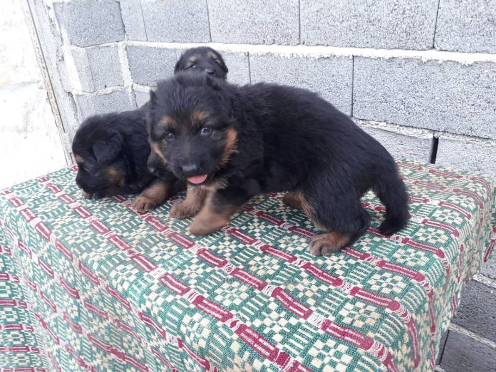IMG-20191106-WA0022