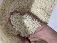 فروش برنج از مزارع شمال