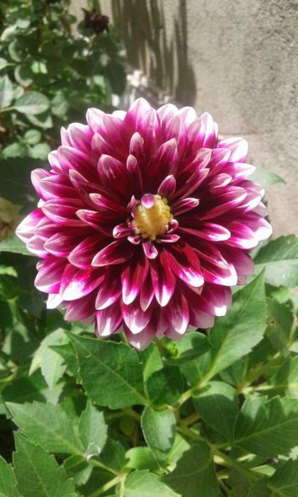 بنفش ابلق1