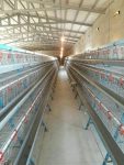 فروش تجهیزات مرغداری در قزوین