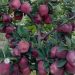 فروش نهال سیب درجه یک میراکل در کل کشور