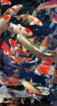 wallpaper colorful _ wallpaper ideas _ wallpapers for iphone _ Iphone wallpapers _ animal drawings 2
