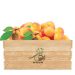 فروش نهال زردآلو پرتقالی و انواع نهال میوه