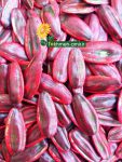 بذر تخمه کاناداییs400