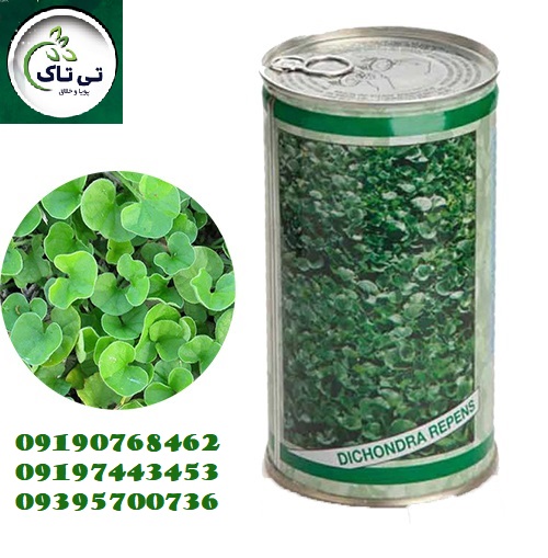 شبدر زینتی دایکوندرا