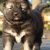 سگ قفقازی اصیل -توله قفقازی درشت سگ نگهبان درشت - تصویر1