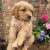 سگ گلدن رتریور_بهترین نژاد سگ برای بودن در کنار کودکان - تصویر1