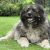 سگ قفقازی اصیل -توله قفقازی درشت سگ نگهبان درشت - تصویر2