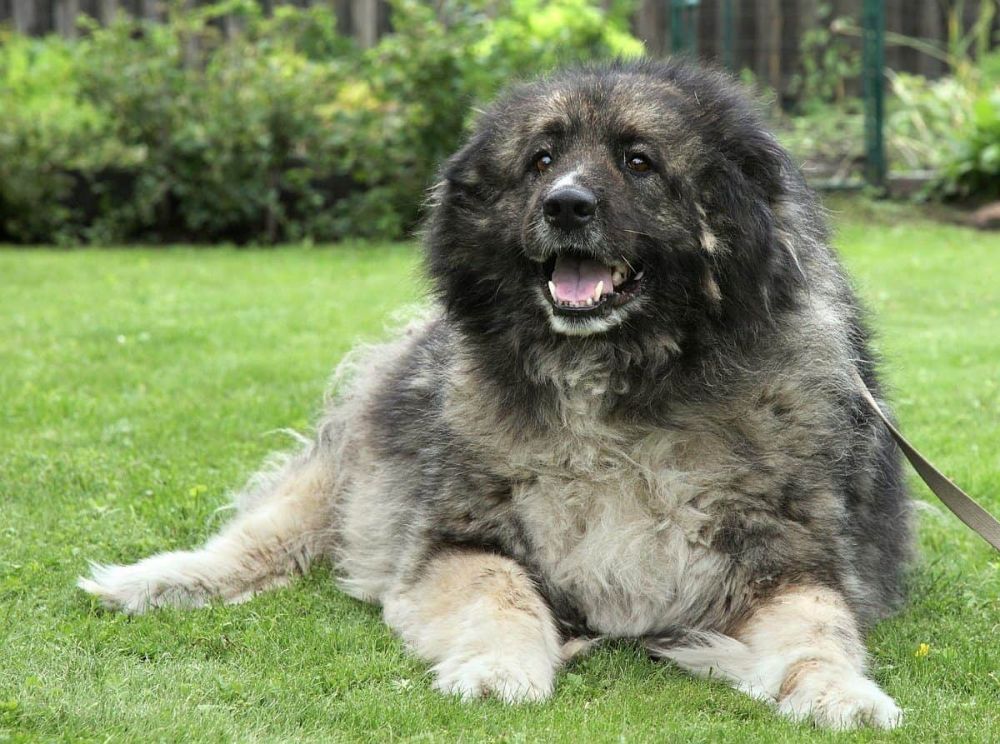 Caucasian-Mountain-Dog-1