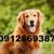 فروش سگ گلدن رتریور اصیل طلایی - تصویر1