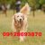 فروش سگ گلدن رتریور اصیل طلایی - تصویر2